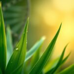 Flick International Close-up of a vibrant green plant with dew drops symbolizing resilience in healthcare