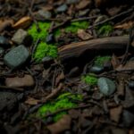 Flick International Close-up of an Asian needle ant crawling on the forest floor littered with leaves and stones.