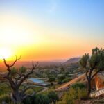 Flick International A weathered olive tree in a resilient Syrian landscape under a dawn sky