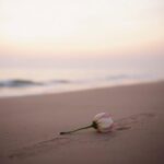 Flick International Tranquil beach at sunset with wilted flower symbolizing loss