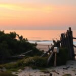 Flick International A serene coastal scene of Roanoke Island with overgrown thicket and remnants of the lost colony